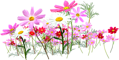 Flowers-psd24589.png